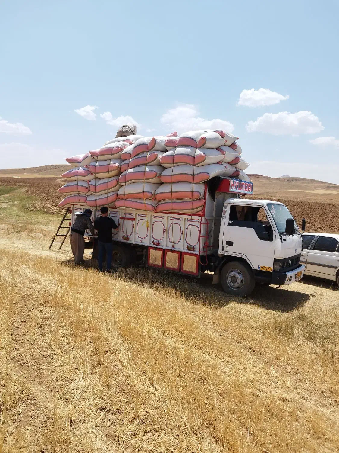 کاه درجه یک کردستان|حیوانات مزرعه|رشت, نامجو|دیوار