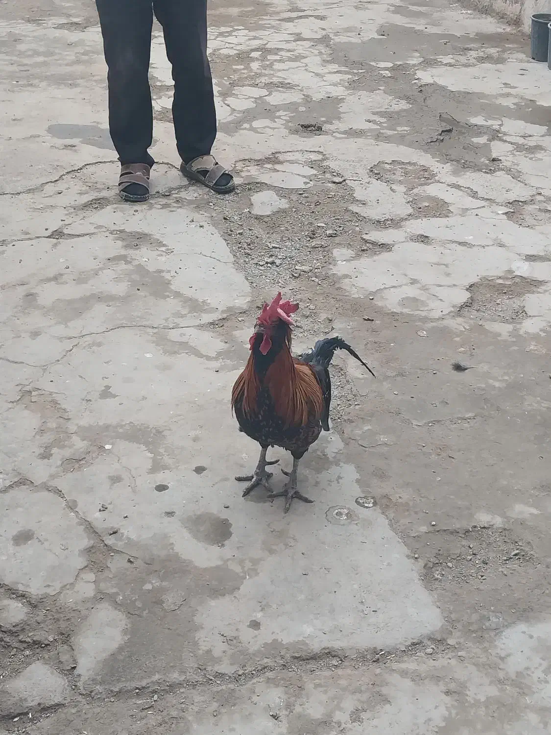 خروس بومی چهل تاج|حیوانات مزرعه|اصفهان, ارداجی|دیوار