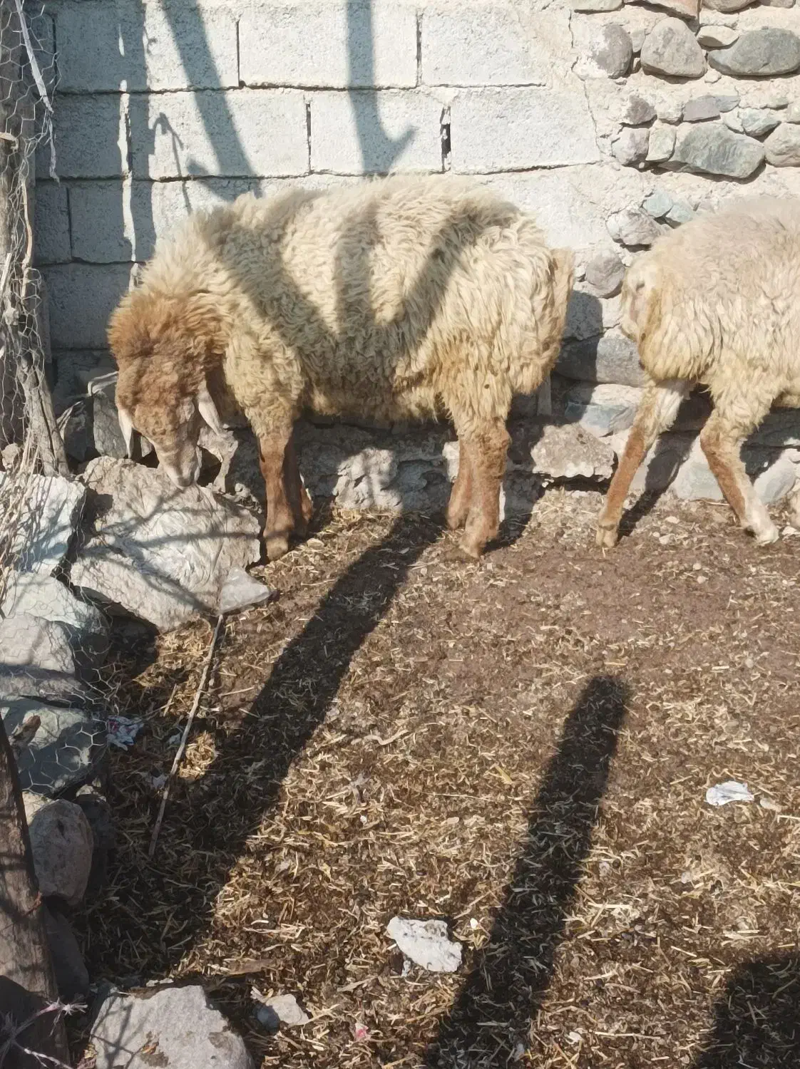 بره نر ساری قولاغ|حیوانات مزرعه|مشگین شهر, |دیوار