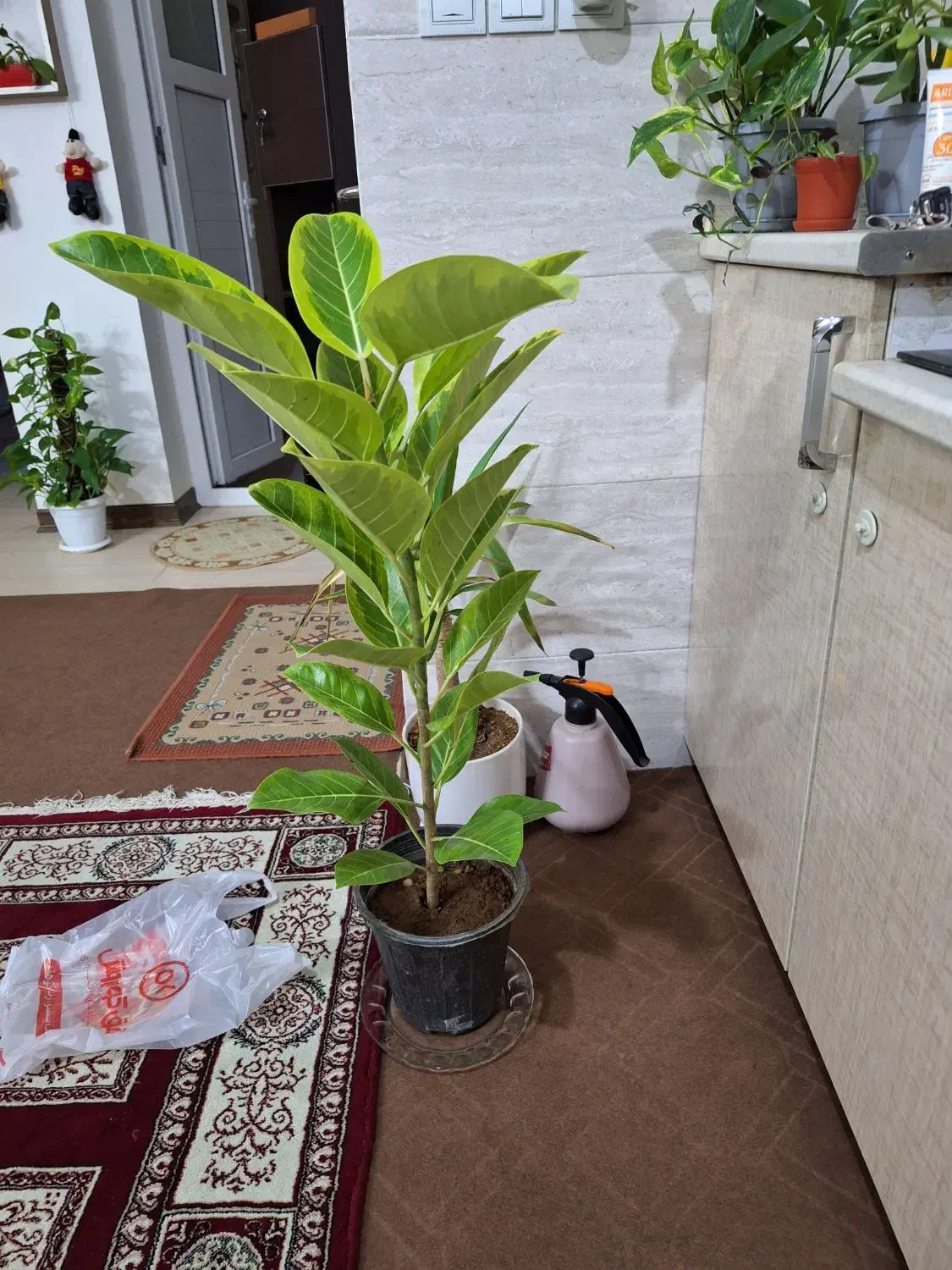 گلدان فیکوس ابلق پرتقالی|گل و گیاه طبیعی|شاهینشهر, شهرک امام رضا|دیوار