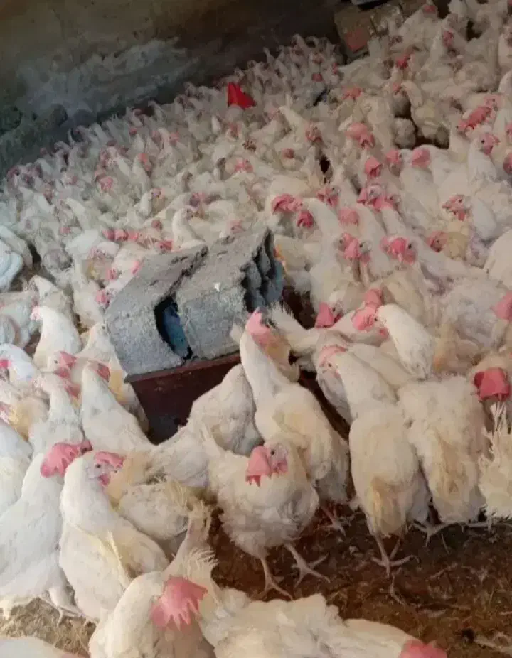 ترک سفید|حیوانات مزرعه|نیشابور, مازول|دیوار