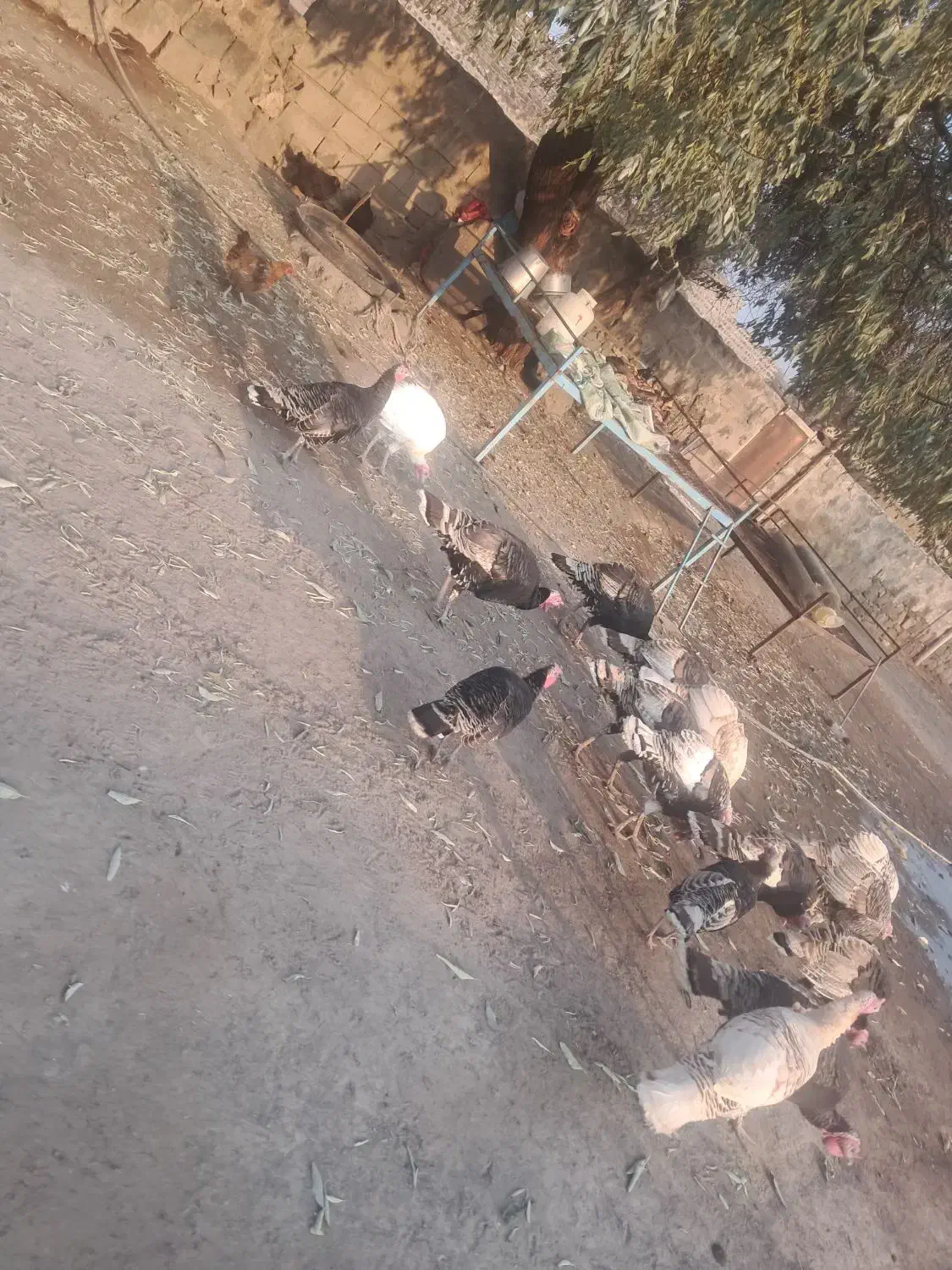 ۱۰عدد بوقلمون|حیوانات مزرعه|بازرگان, |دیوار