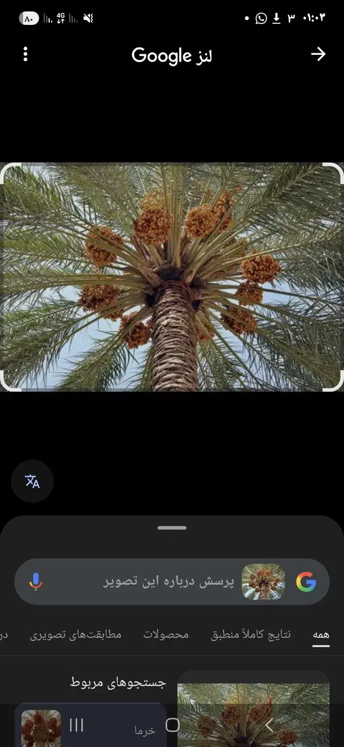 نخل اردنی تنه بلند|خدمات باغبانی و درختکاری|سرپل ذهاب, |دیوار