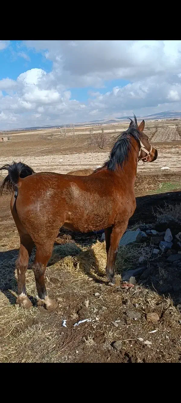 اسب مادیان|اسب و تجهیزات اسبسواری|رزن, |دیوار