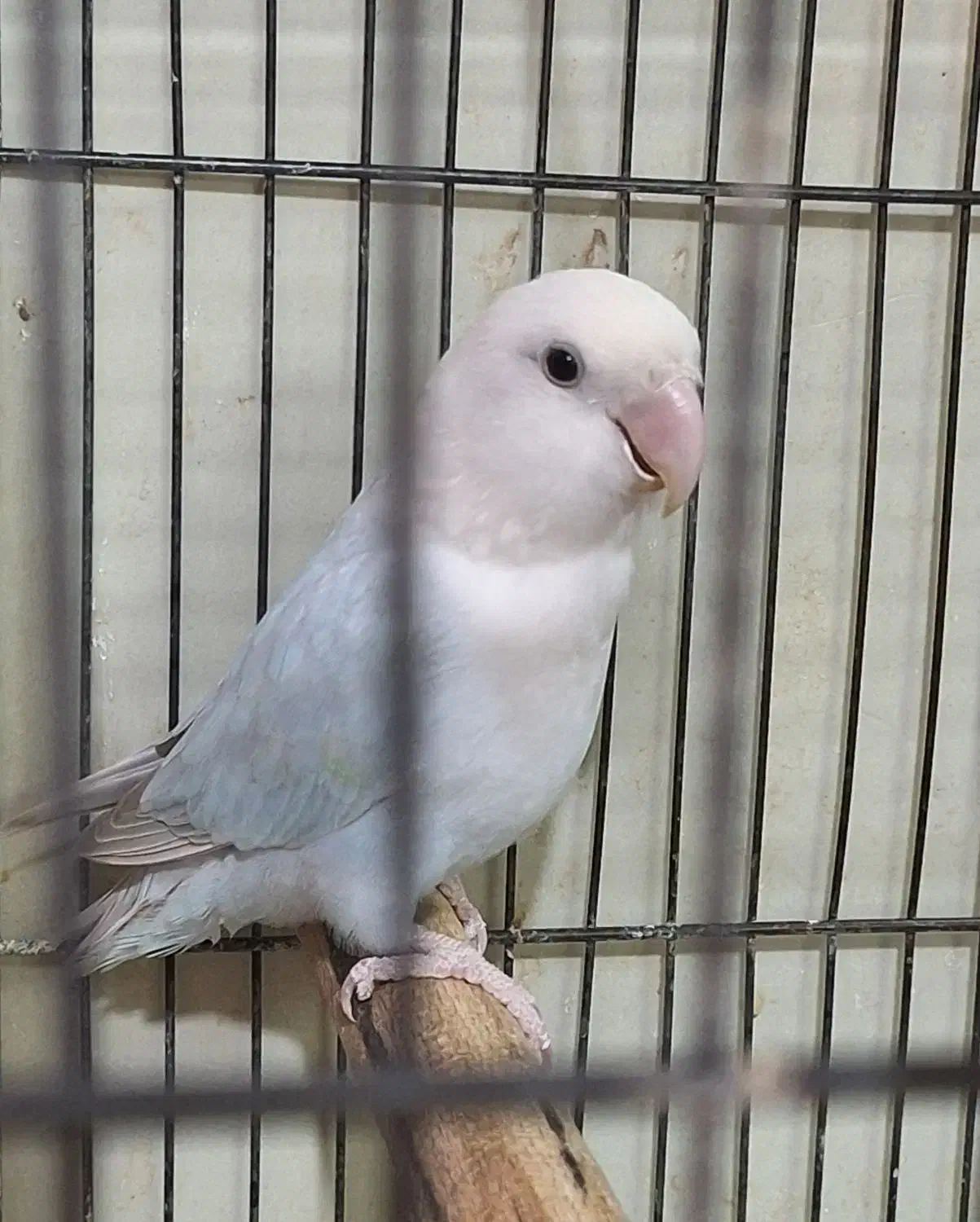 طوطی برزیلی|پرنده|چهارباغ, |دیوار