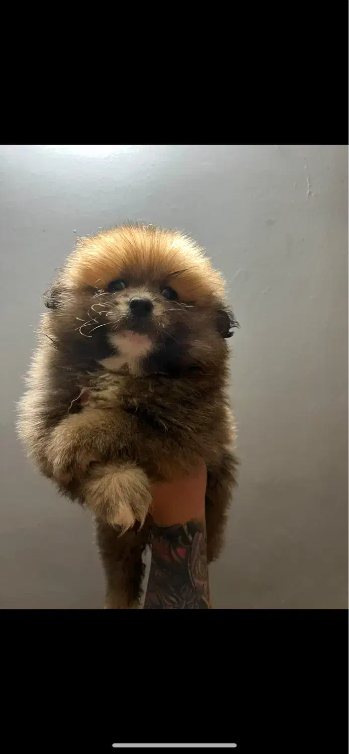 پامر خرسی|سگ|تهران, نیروی هوایی (پیروزی)|دیوار