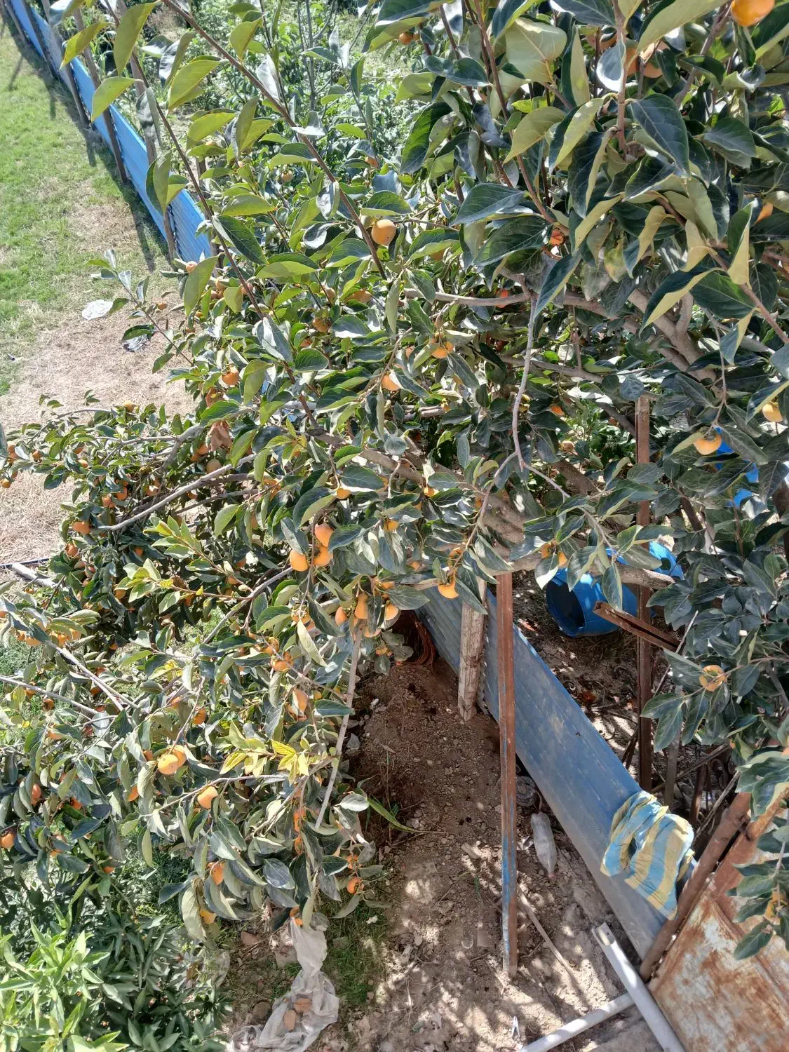 خرمالو سر درخت|گل و گیاه طبیعی|کردکوی, |دیوار