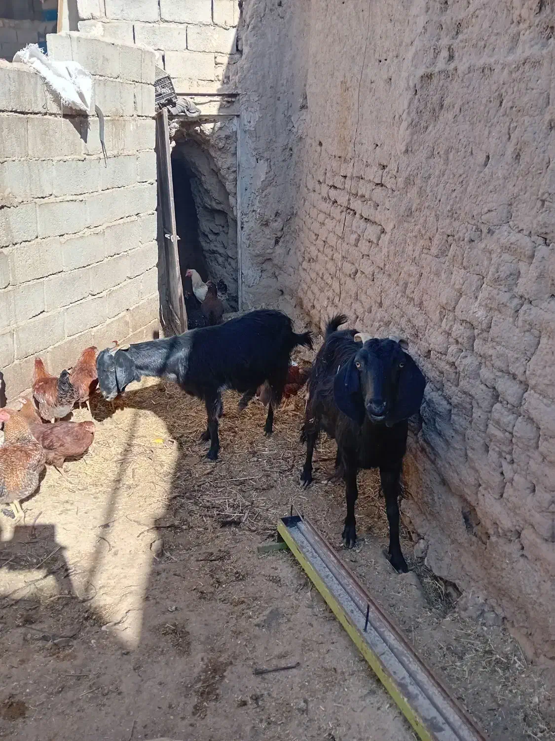 دوعدد بز چاق فروشی|حیوانات مزرعه|بسطام, |دیوار