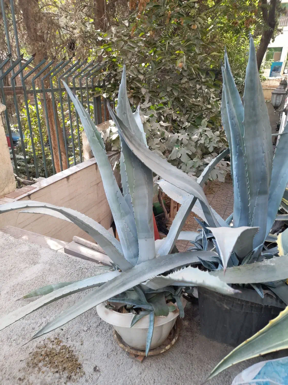 گل و گیاه|گل و گیاه طبیعی|تهران, بریانک|دیوار