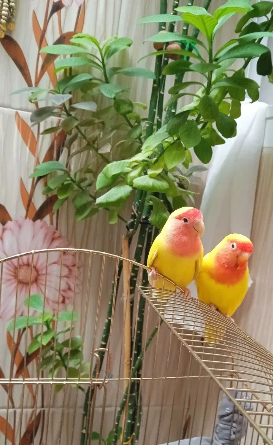 ی جفت طوطی برزیلی|پرنده|کرمانشاه, |دیوار