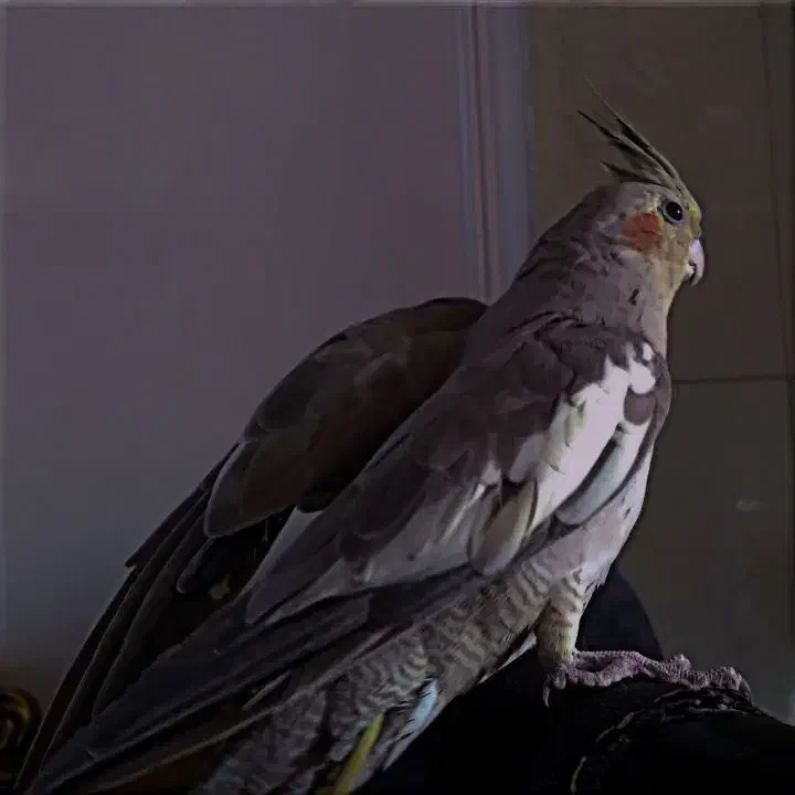 عروس هلندی|پرنده|مشگین شهر, |دیوار