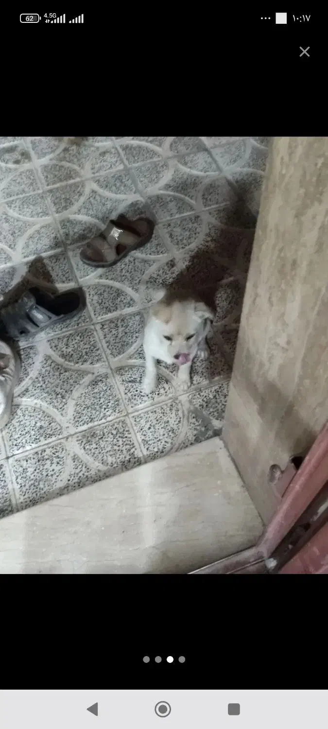 گم شده|سگ|دهبکری, |دیوار