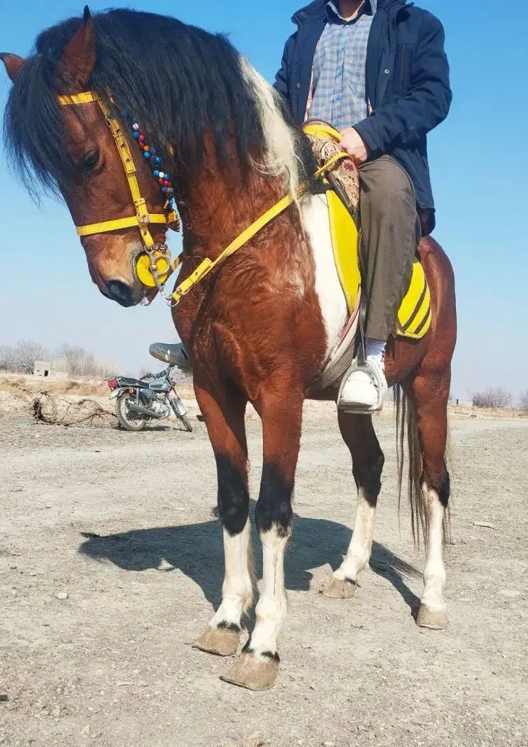 اسب نژاد. کرد و ترکمن  سن. ۷|اسب و تجهیزات اسب‌سواری|بناب, |دیوار