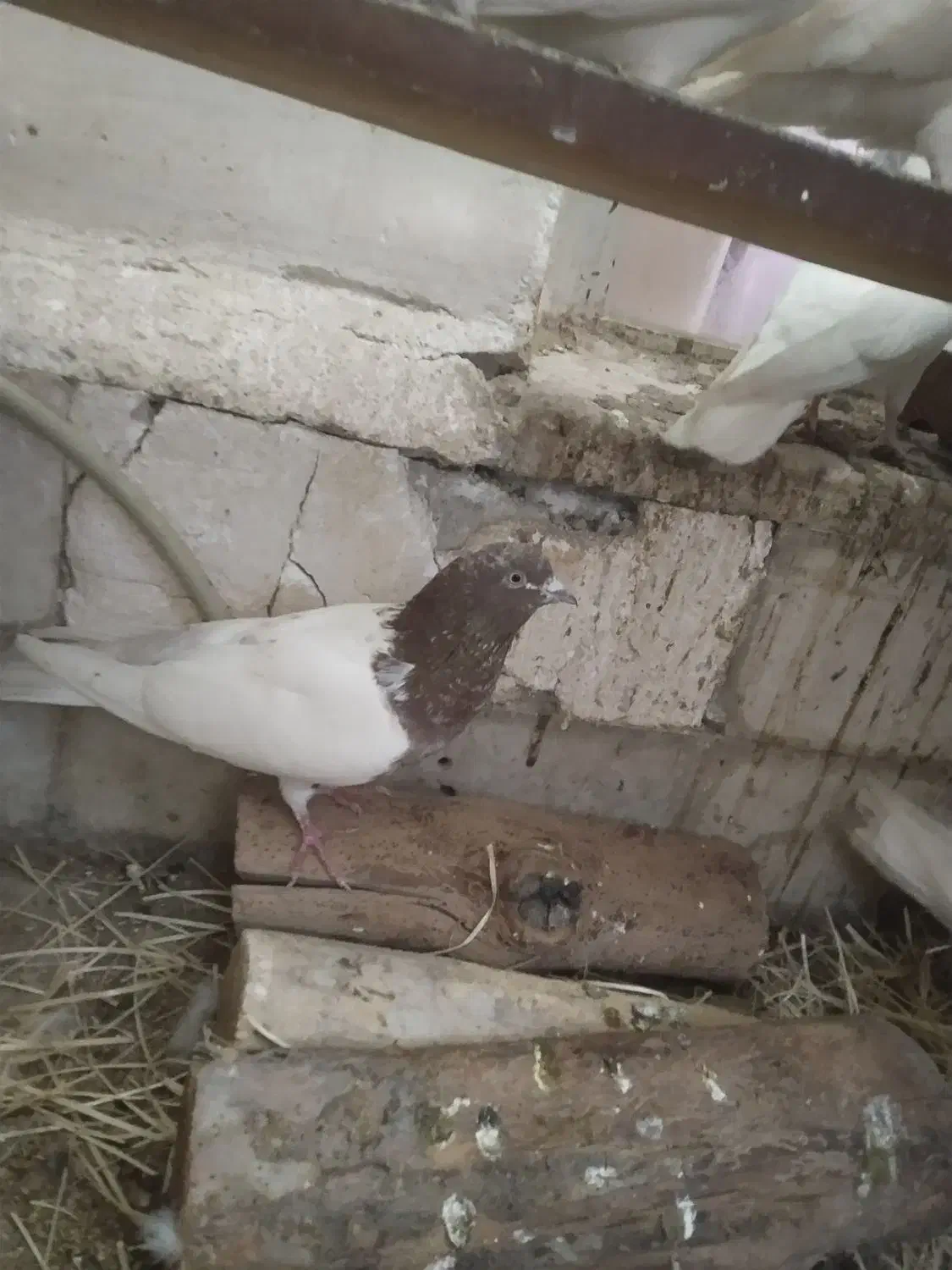 کبوتر|پرنده|تبریز, |دیوار