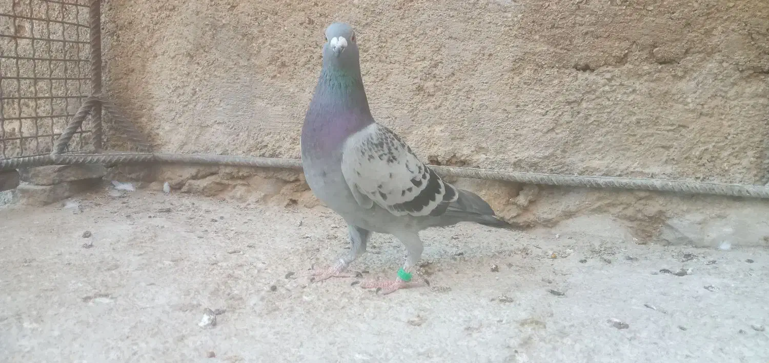 نردرجه یک هوایی|پرنده|بوشکان, |دیوار