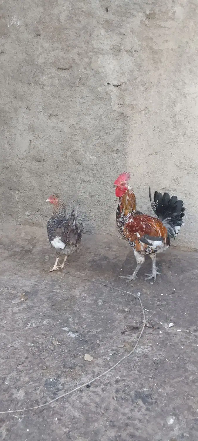 خروس ومرغ گلین تخم گذار|حیوانات مزرعه|کرج, گلدشت|دیوار