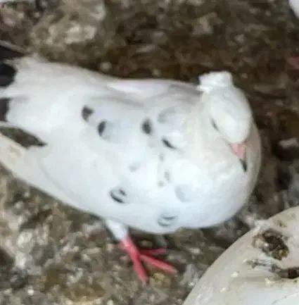 کبوتر بوشهری|پرنده|بندر کنگان, |دیوار