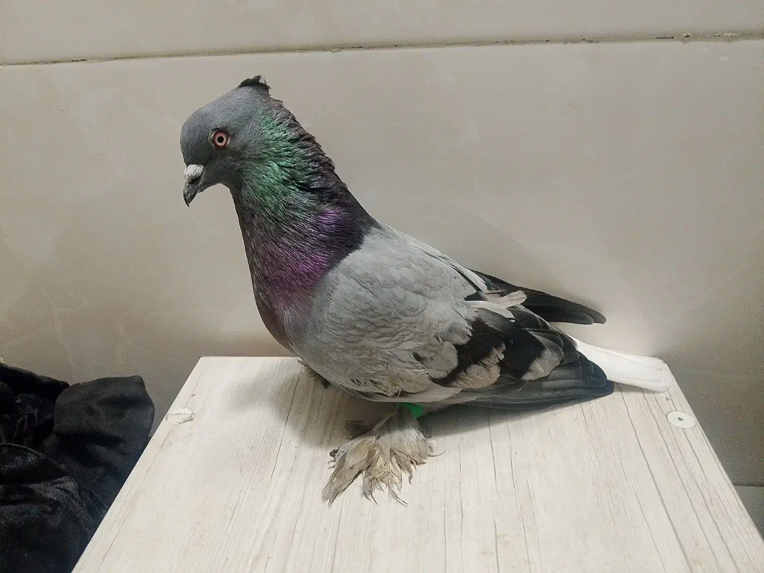 کبوتر|پرنده|شوشتر, |دیوار