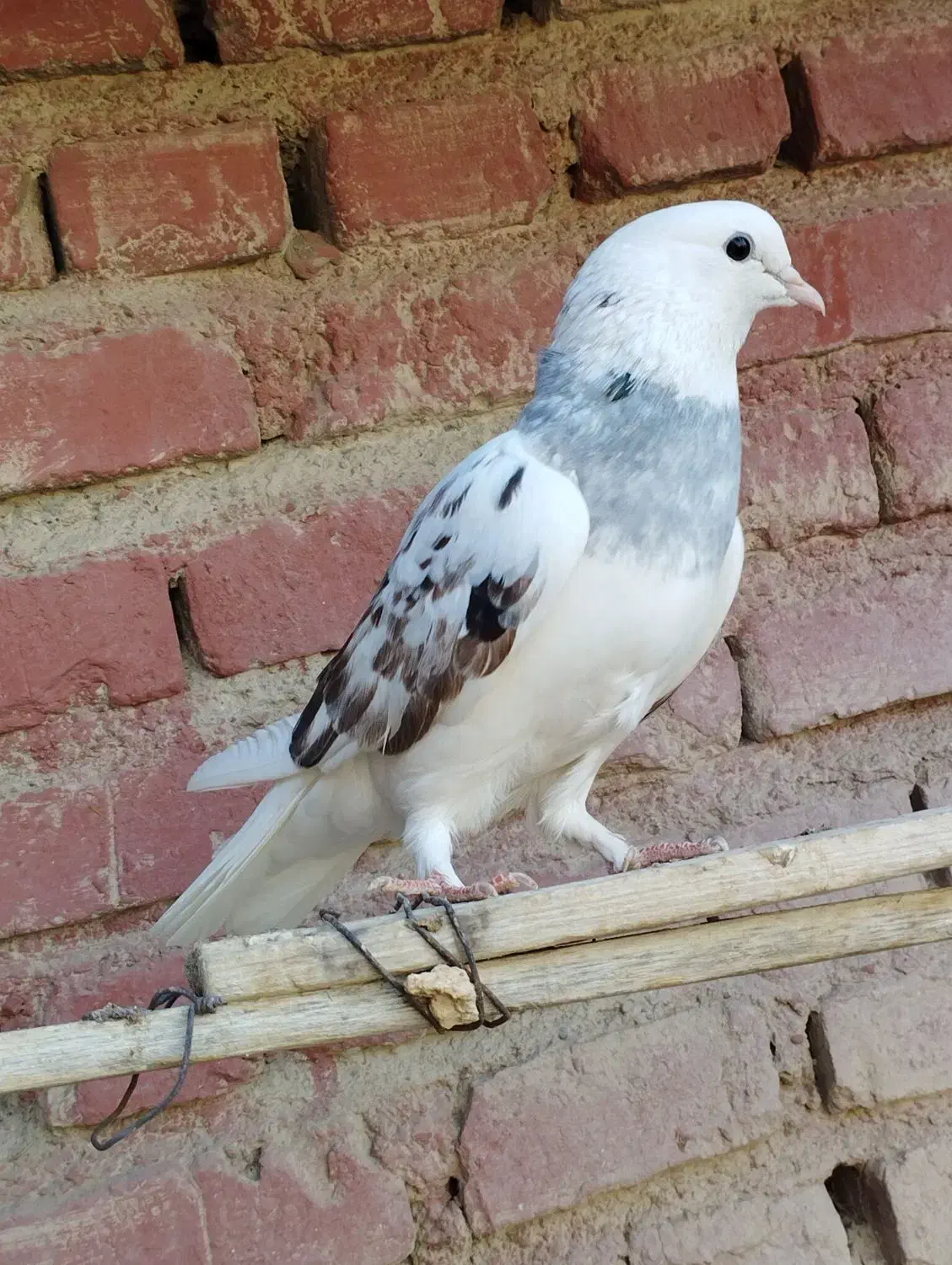 کبوتر ماده معاوضه با نر|پرنده|ایرانشهر, |دیوار