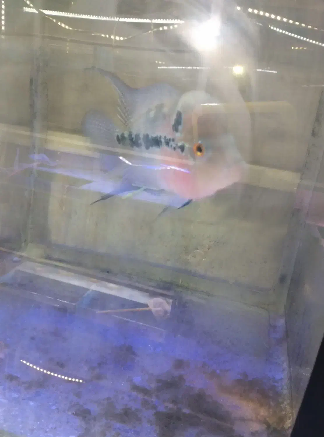 فلاور زد زد|ماهی|مشهد, سعد آباد|دیوار