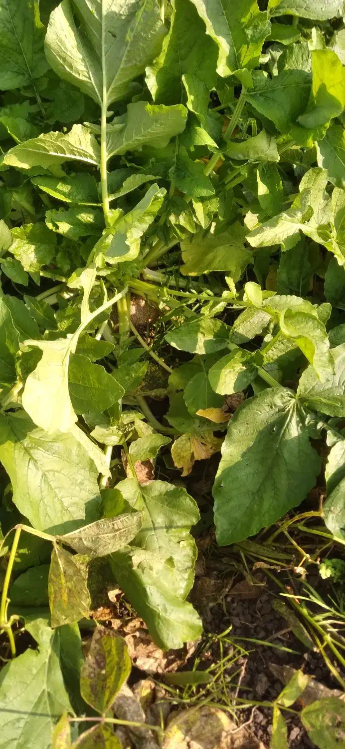 حراج|حراج|تالش, هشتپر|دیوار