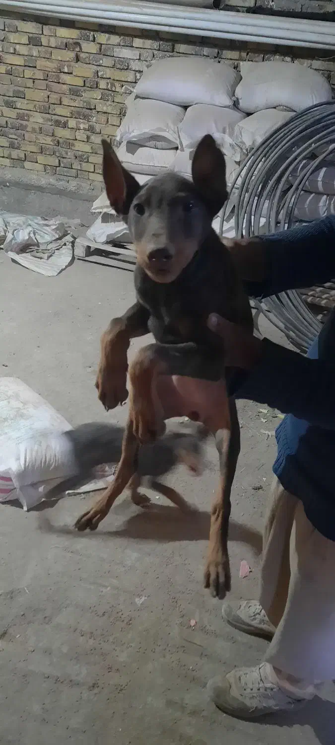 فروش سگ دوبرمن و شیتزو|سگ|کرمانشاه, |دیوار