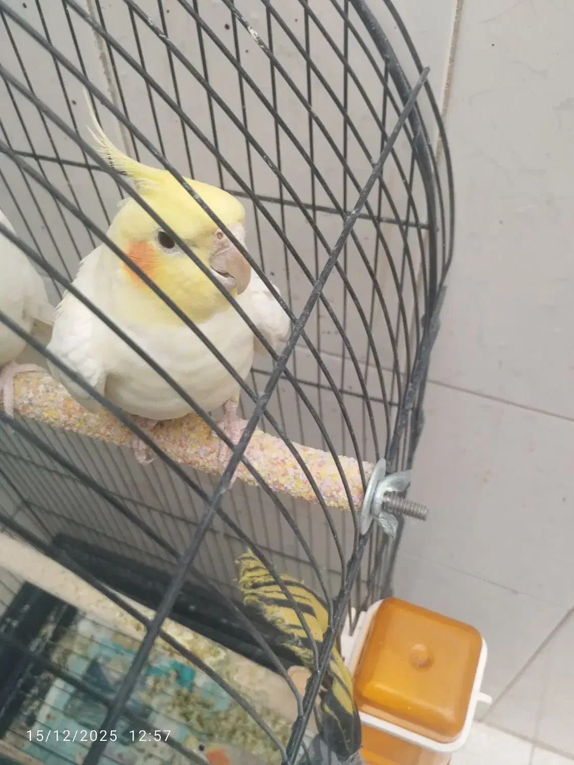 عروس هلندی نر سنگو|پرنده|دماوند, گیلاوند|دیوار