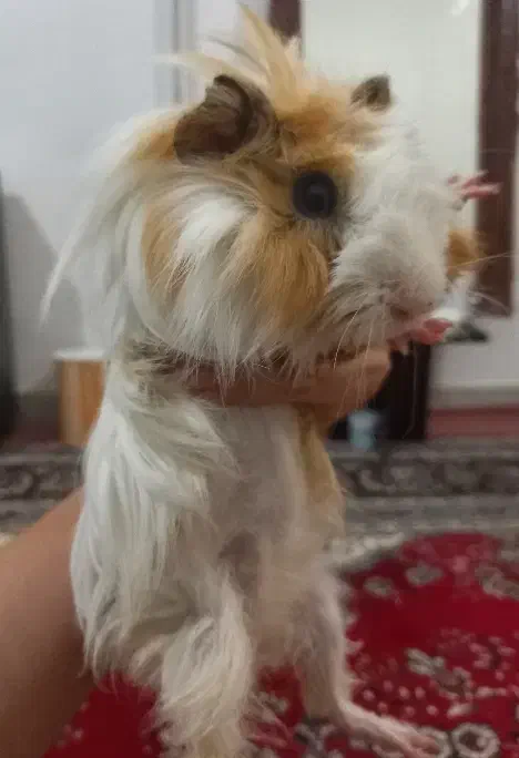 خوکچه هندی|موش و خرگوش|کلاله, |دیوار