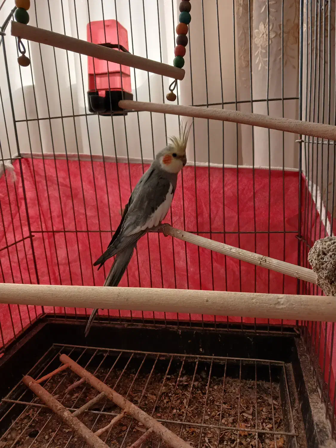 عروس هلندی نر تو پر|پرنده|اصفهان, رکن الدوله شرقی|دیوار