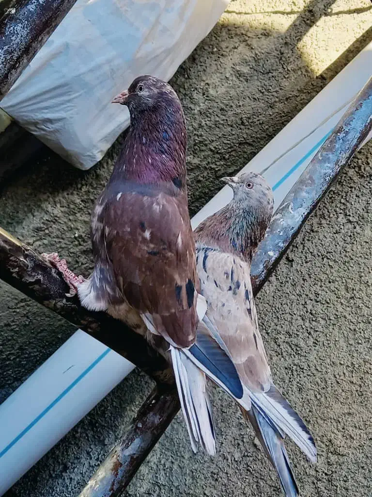 نر و ماده سرور|پرنده|بیستون, |دیوار