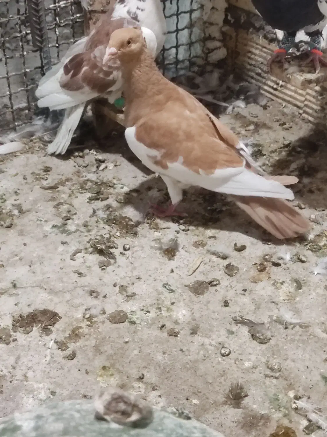 جفت گرفتی نر مست مست|پرنده|شوشتر, |دیوار