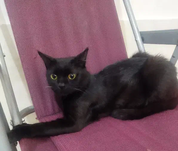 واگذاری رایگان گربه|گربه|شیراز, شیخ علی چوپان|دیوار