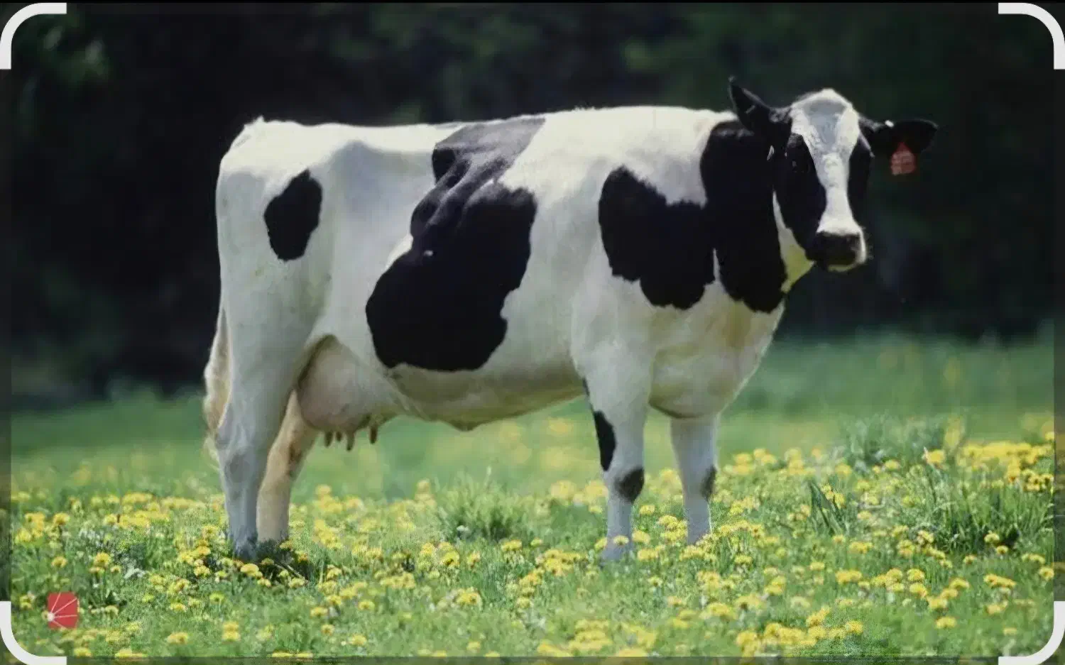 کارگر گاوداری|استخدام صنعتی، فنی، مهندسی|خمین, |دیوار