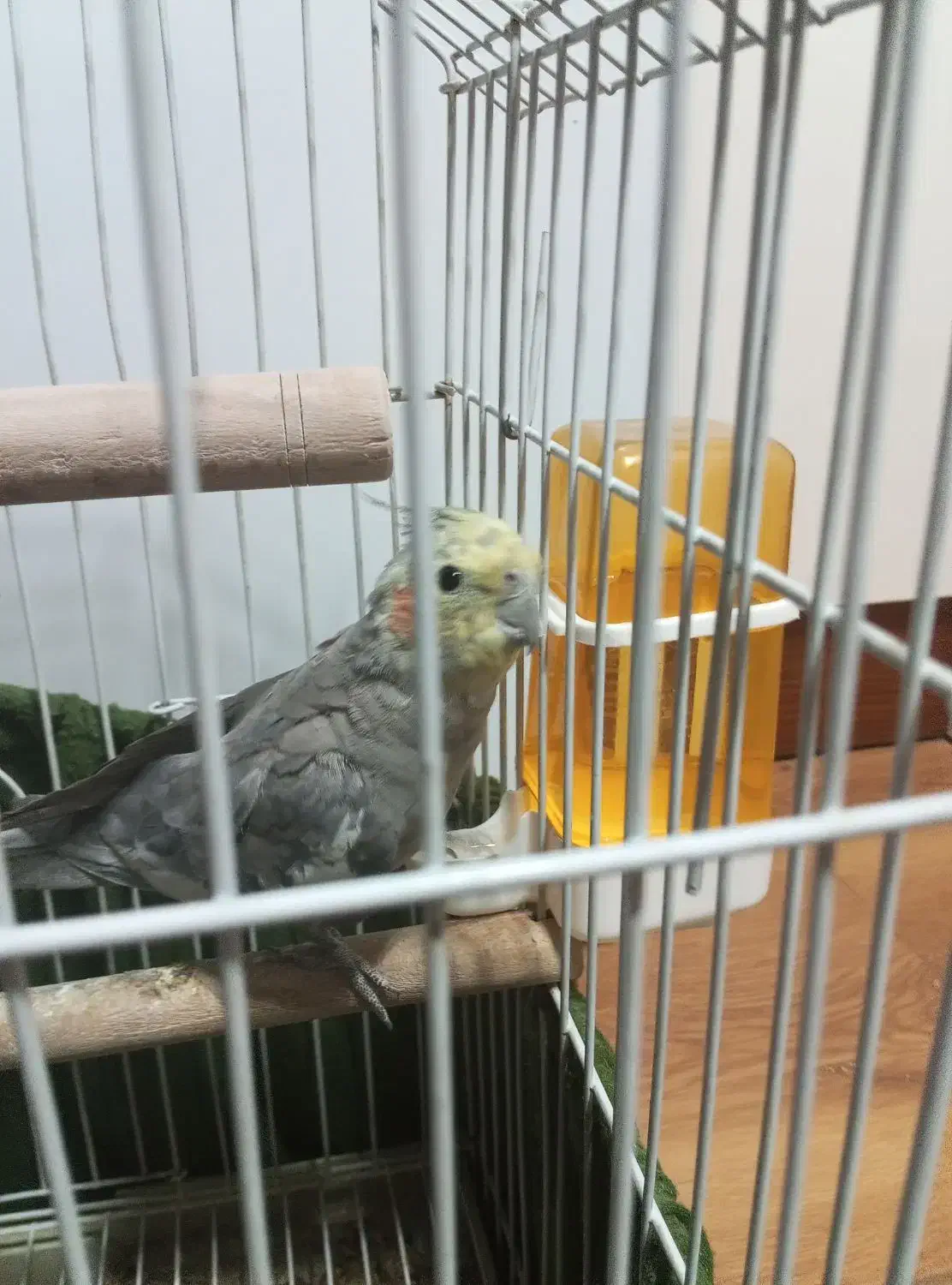 عروس هلندی نر|پرنده|اسلام‌شهر, شهرک مصطفی خمینی|دیوار