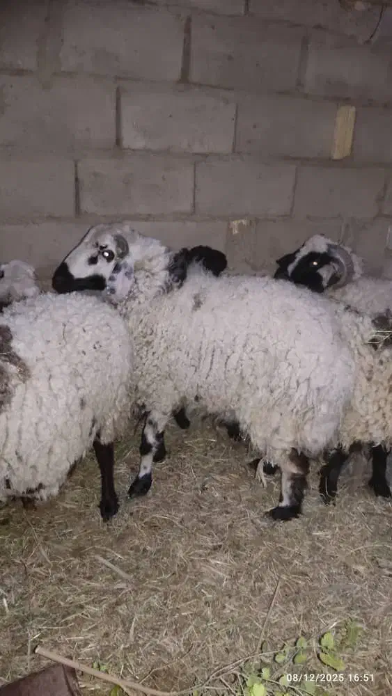 فروش سه راس قوچ علی آباد محمدقاسم خان خوشگل .چاق.|حیوانات مزرعه|گنبکی, |دیوار