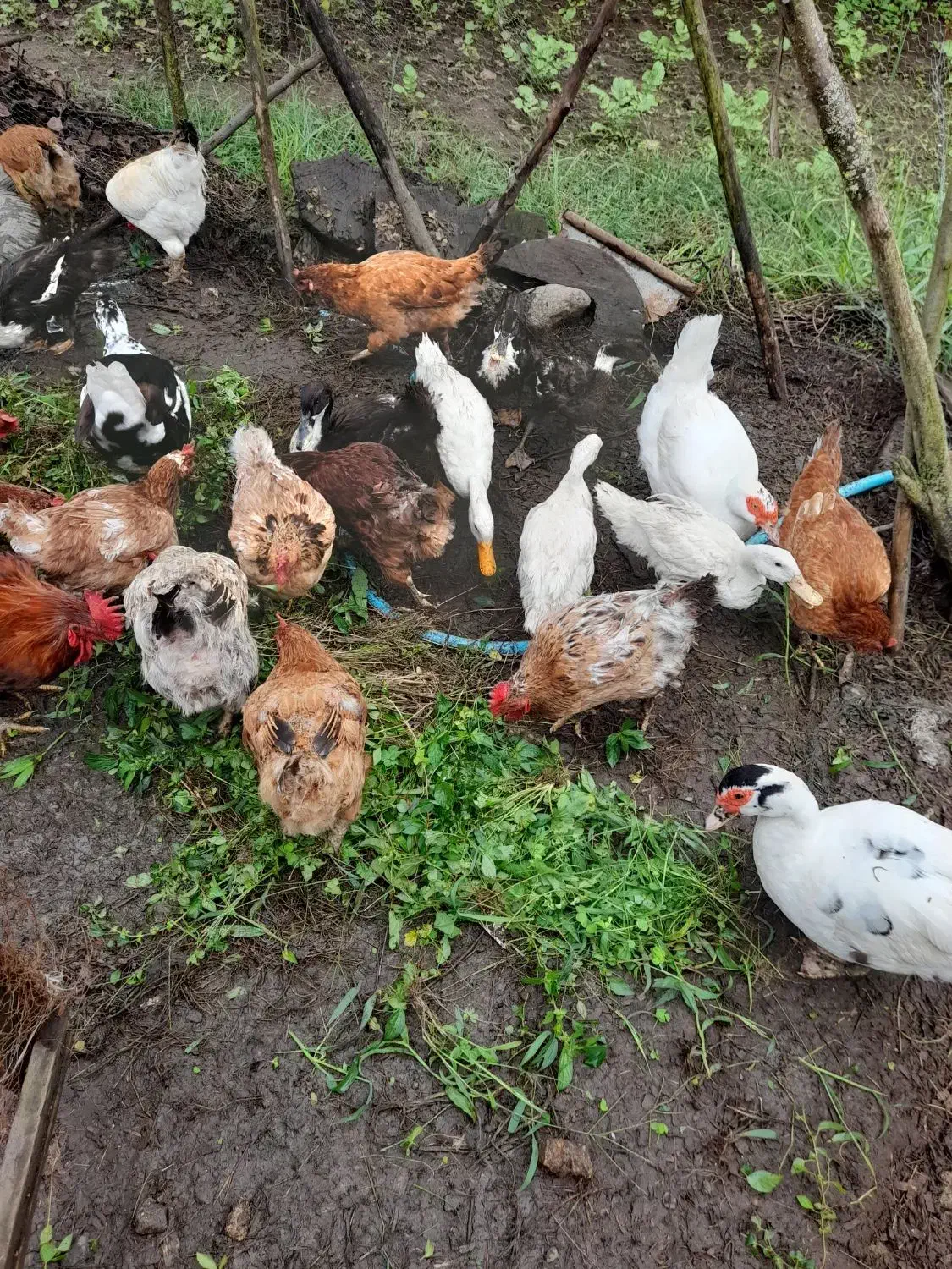 حیوانات|حیوانات مزرعه|چابکسر, |دیوار