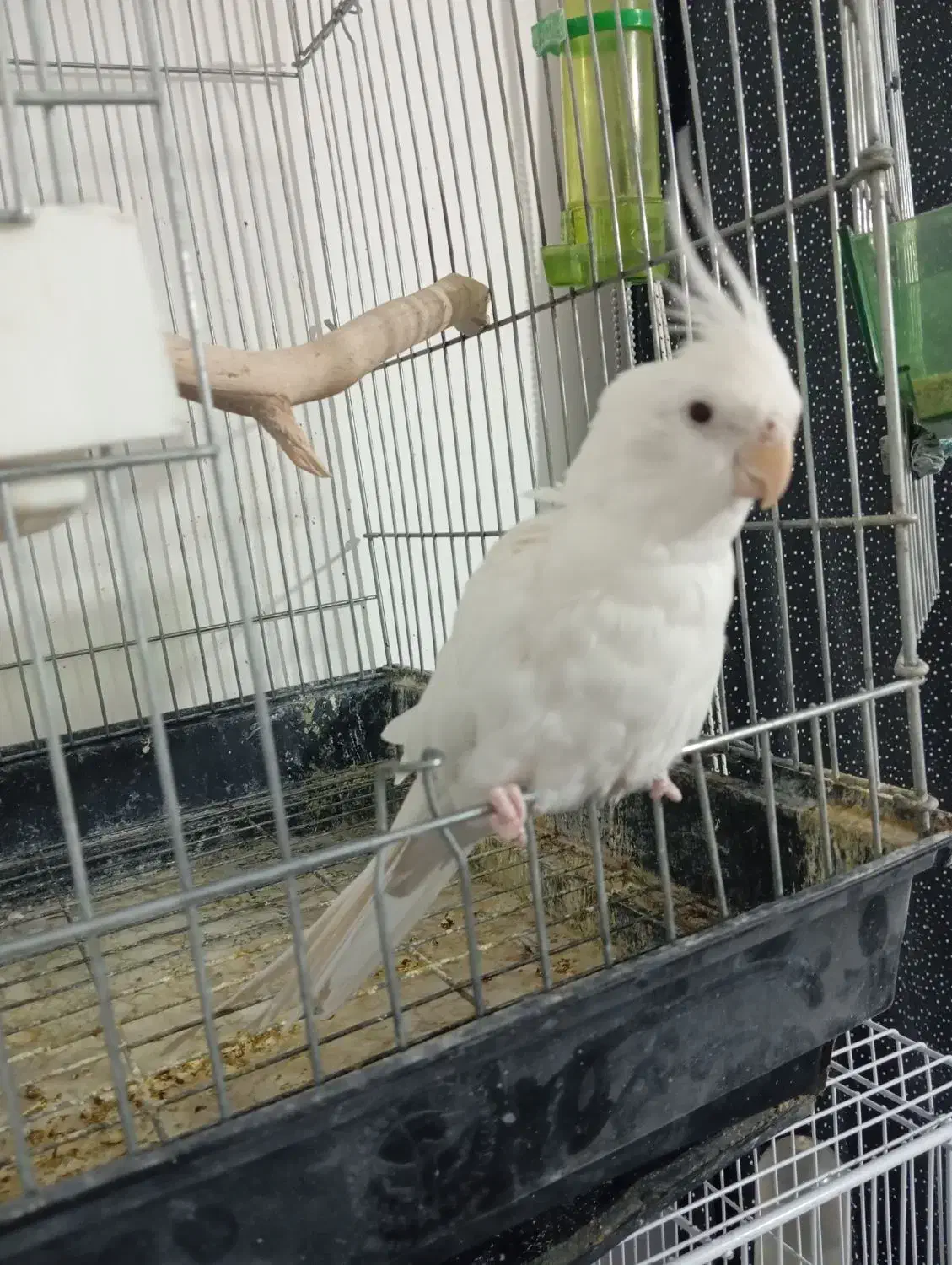 عروس هلندی البینونر|پرنده|سلیمان, |دیوار