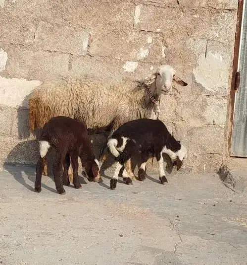 ۳راس میش دوقلوزا (هترو)|حیوانات مزرعه|شوشتر, |دیوار