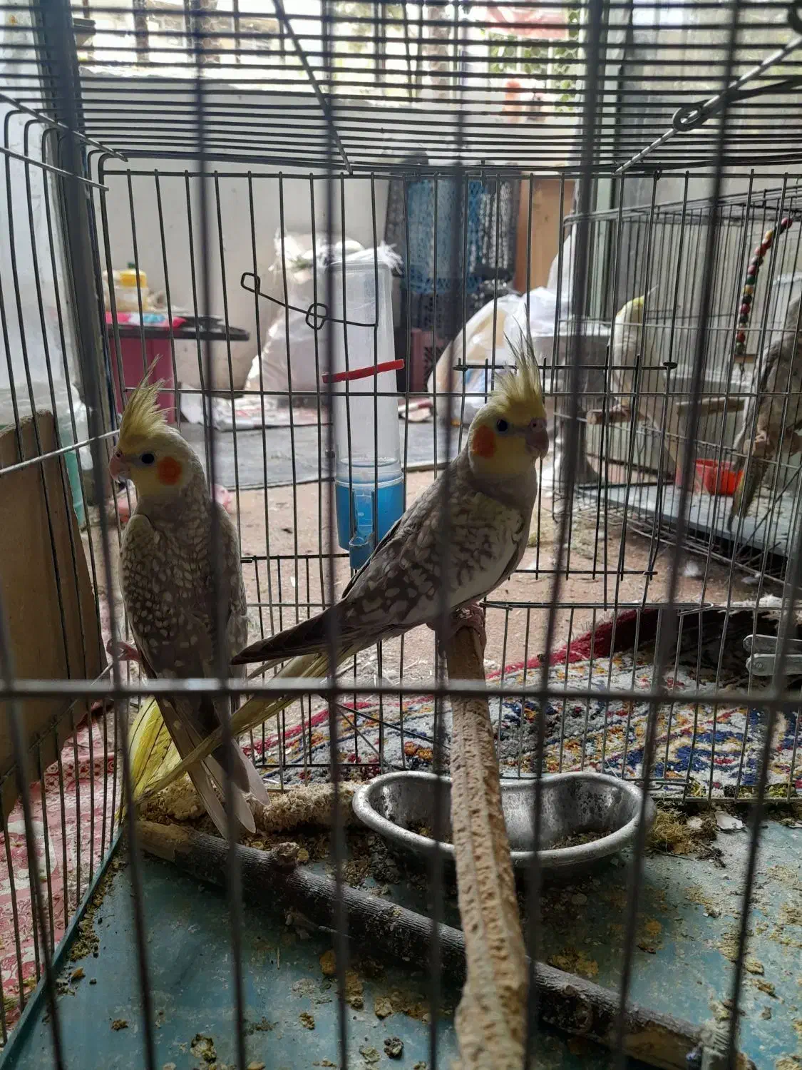 عروس هلندی جوجه وبالق|پرنده|فولادشهر, B5|دیوار