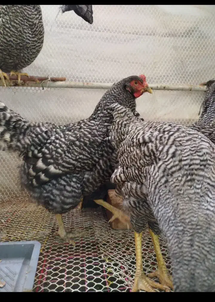 تخم مرغ نطفه دارزینتی|حیوانات مزرعه|شیراز, شیخ علی چوپان|دیوار