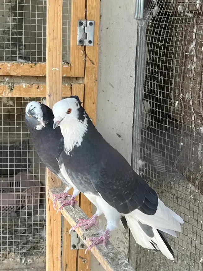 کبوتر کفتر پشت زرد خالدار و شازده سرور سیاه|پرنده|تهران, نارمک جنوبی|دیوار