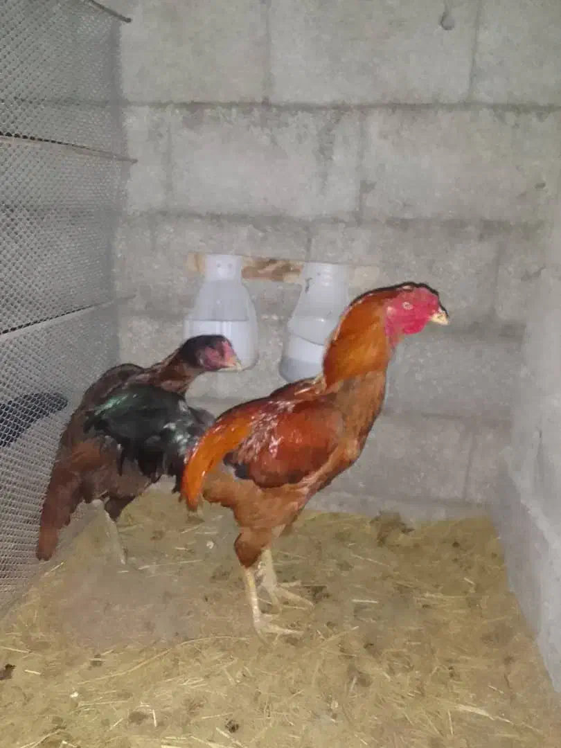 خروس ومرغ لاری خوشتیپ|حیوانات مزرعه|رضوانشهر, |دیوار