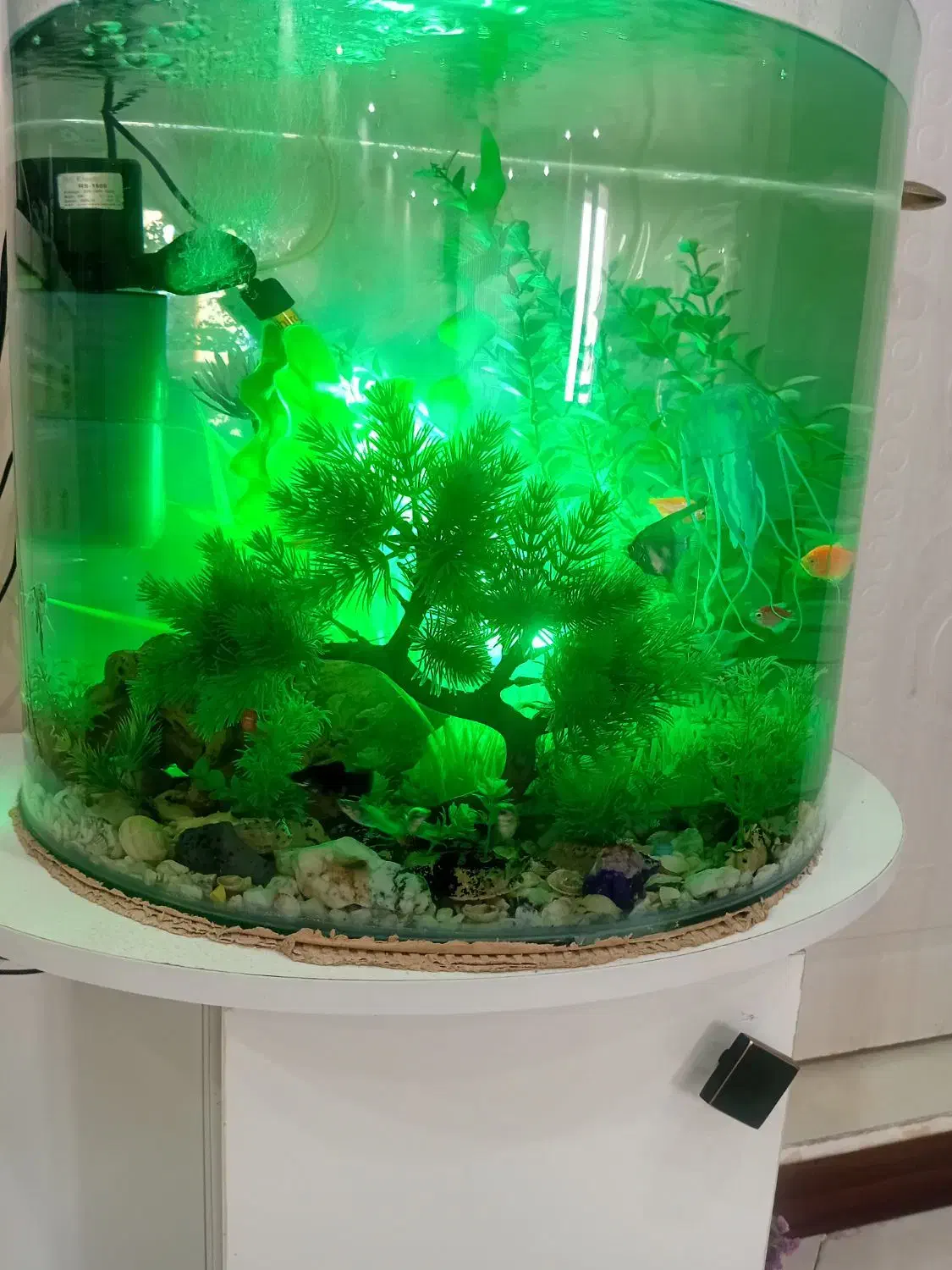 فروش آکواریوم شیشه خم.|ماهی|نیشابور, شهرک فرهنگیان|دیوار