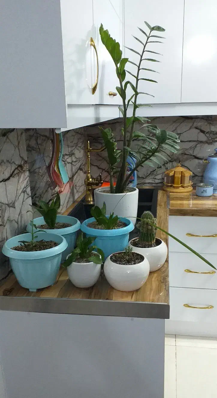 هم خونه خانم|اجارهٔ آپارتمان|مشهد, دانشجو|دیوار