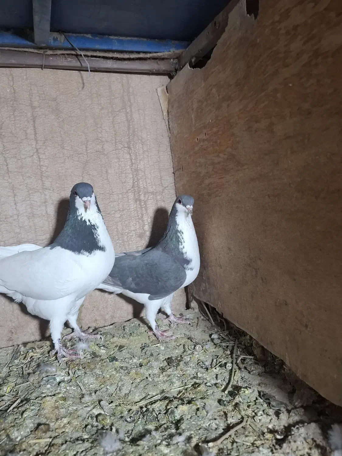 کفتر|پرنده|شیراز, کیان آباد|دیوار