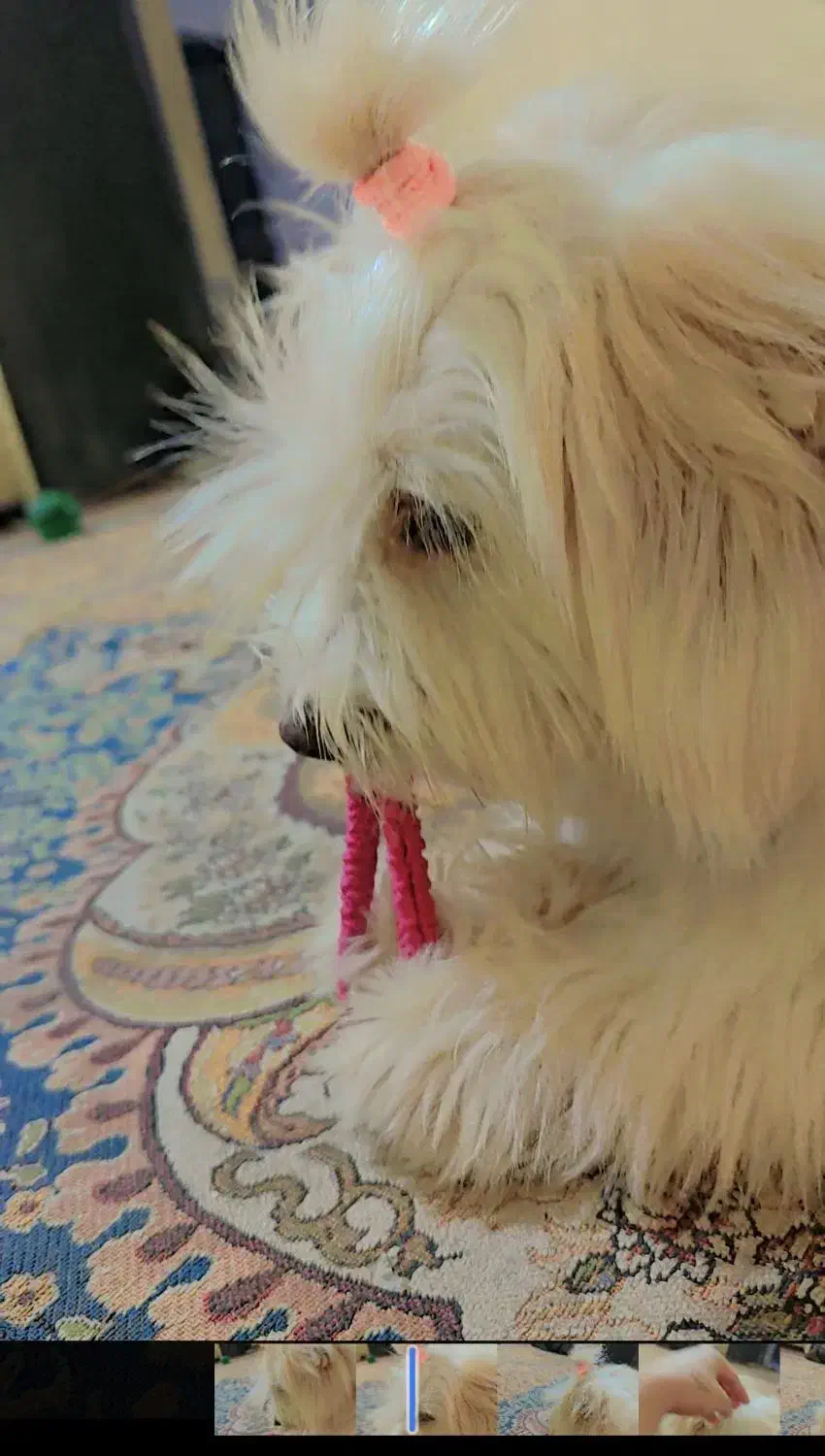 واگذاری سگ شیتزو|سگ|چابهار, |دیوار