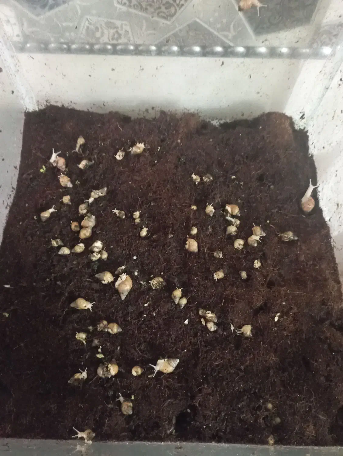 حلزون|خزنده|اراک, |دیوار