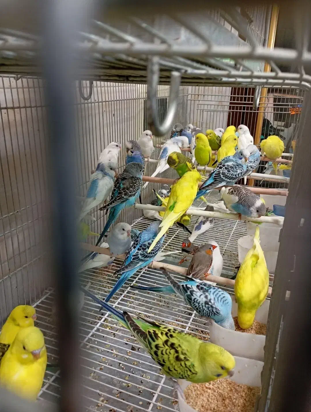 همه نوع مرغ عشق|پرنده|مشگین شهر, |دیوار