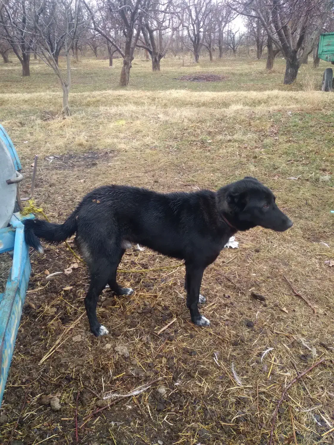 سگ نر|سگ|میاندوآب, |دیوار