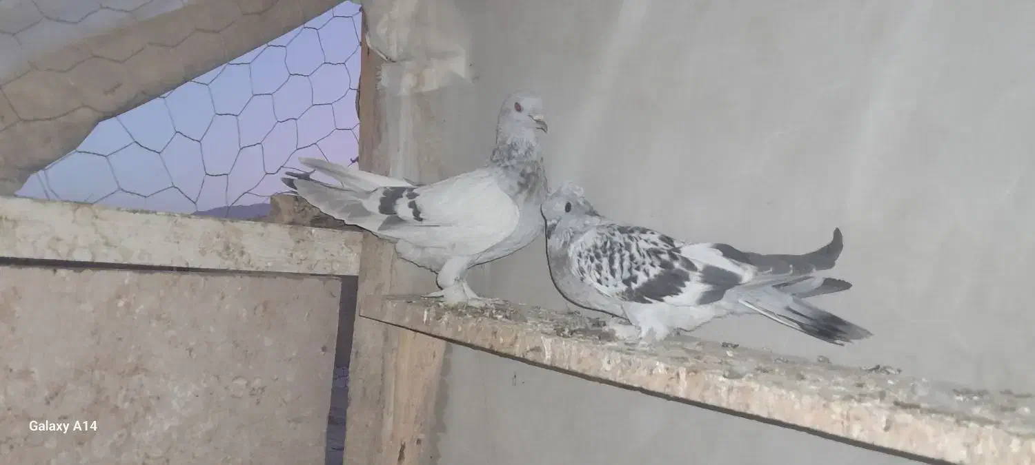 کبوتر ترکیه ای|پرنده|چادگان, |دیوار